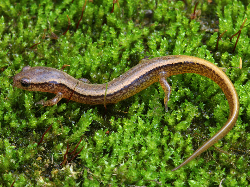 Northern Two-lined Salamander